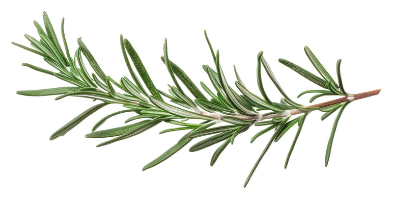 Rosemary