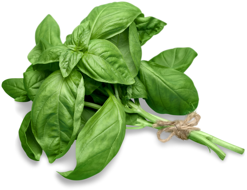 Basil Pack