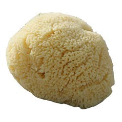 Organic Baby Sea Sponge Large