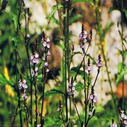 Vervain Bach Flower Remedy