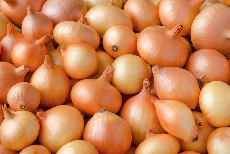 Brown Onion