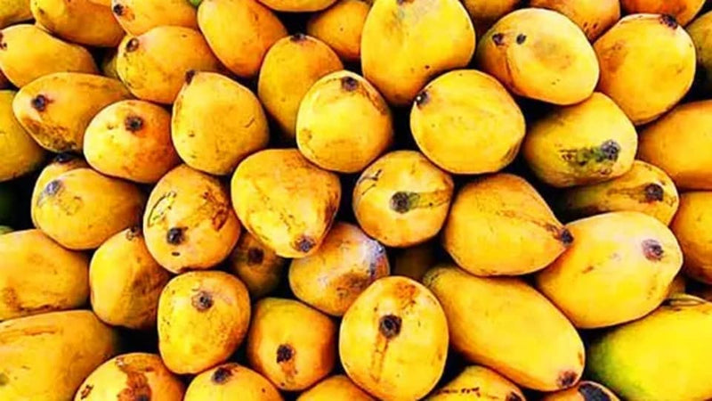 Pakistani Mango Each